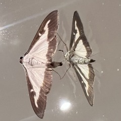 Heute ist ein (feat. « Astranaut »)