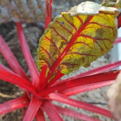 the motions and the emotions