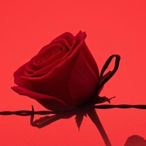 Just Use Me & Abuse Me