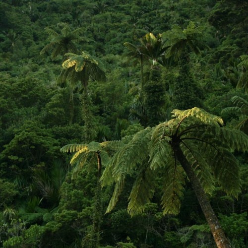 KAWAKAWA