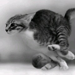 Dafliky Compresse ( exclu )