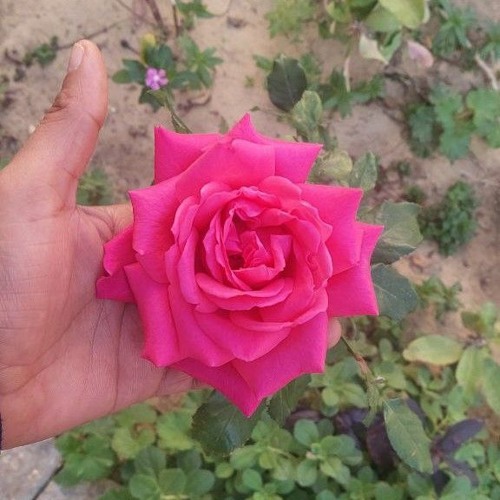 بموت من الخوف