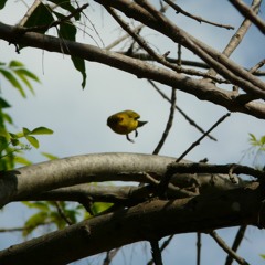 El Lenguaje De Las Aves (o Mi Propia Voz)