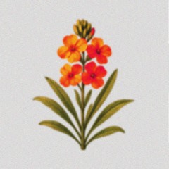 CRASH - WALLFLOWER {limited free download}