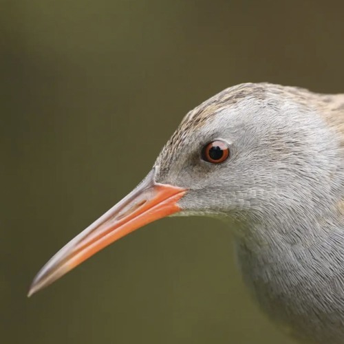 A water rail "piglet squealing"