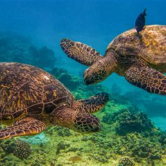 Best Turtle Canyons Snorkel Excursion From Waikiki Hawaii Prices Reviews