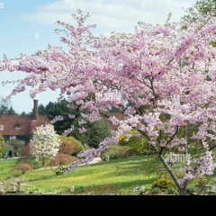 Loveliest Of Trees by A.E. Housman
