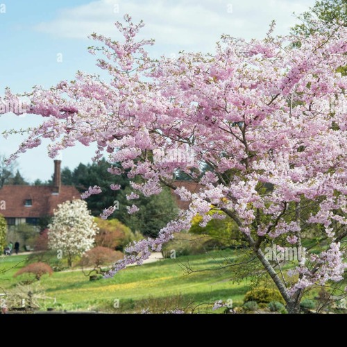 Loveliest Of Trees by A.E. Housman