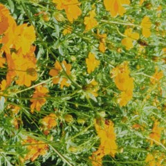 ENHYPEN - I NEED U (원곡_ BTS)