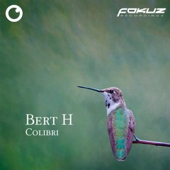 FOKUZ 21152 // Bert H - Colibri