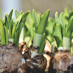 Christmas Advent calendar - Direct Bulbs