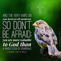 HOPE OVER DESPAIR 12th Sunday