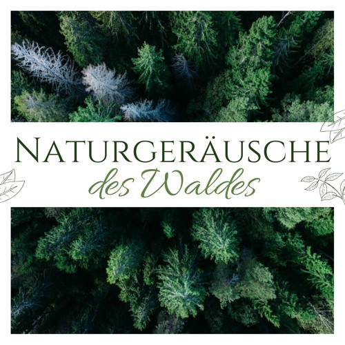 Naturgeräusche des Waldes