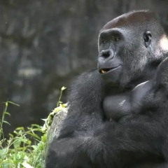 Spinning Gorilla Transcends Corporeal Reality and Ego