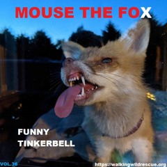 MOUSE THE FOX - FUNNY TINKERBELL - VOL.36 - 28.11.2021