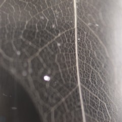 The Breathing Web(NaviarHaiku 473)