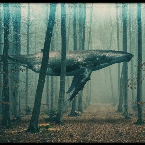 Darkpsy / Forest