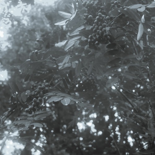 Insurgency podcast 036 - Opaque