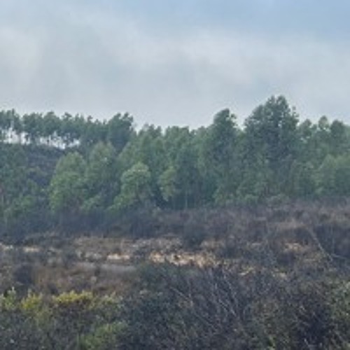 Your Soul Is Like A Shepherd