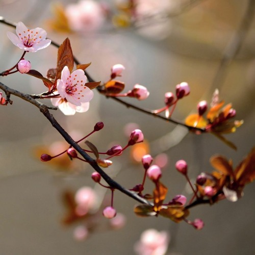 Garden Of Paradise Pleasures