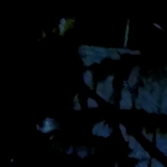 THE  BEAST (CLIP)