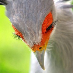 This Is A Bird Song (mimics gate) *MV IN DESCRIPTION*