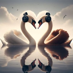 Monthly session - February - The swans