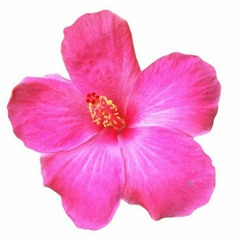 *ੈ✩‧₊˚DDRMੈ✩‧₊˚