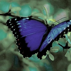 Epil - Butterfly