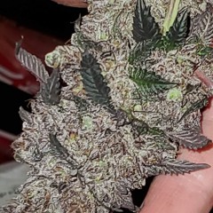 pure tHc