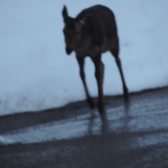 Ghosts of Grace - cover