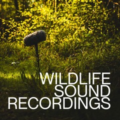 Wildlife Sound Recordings