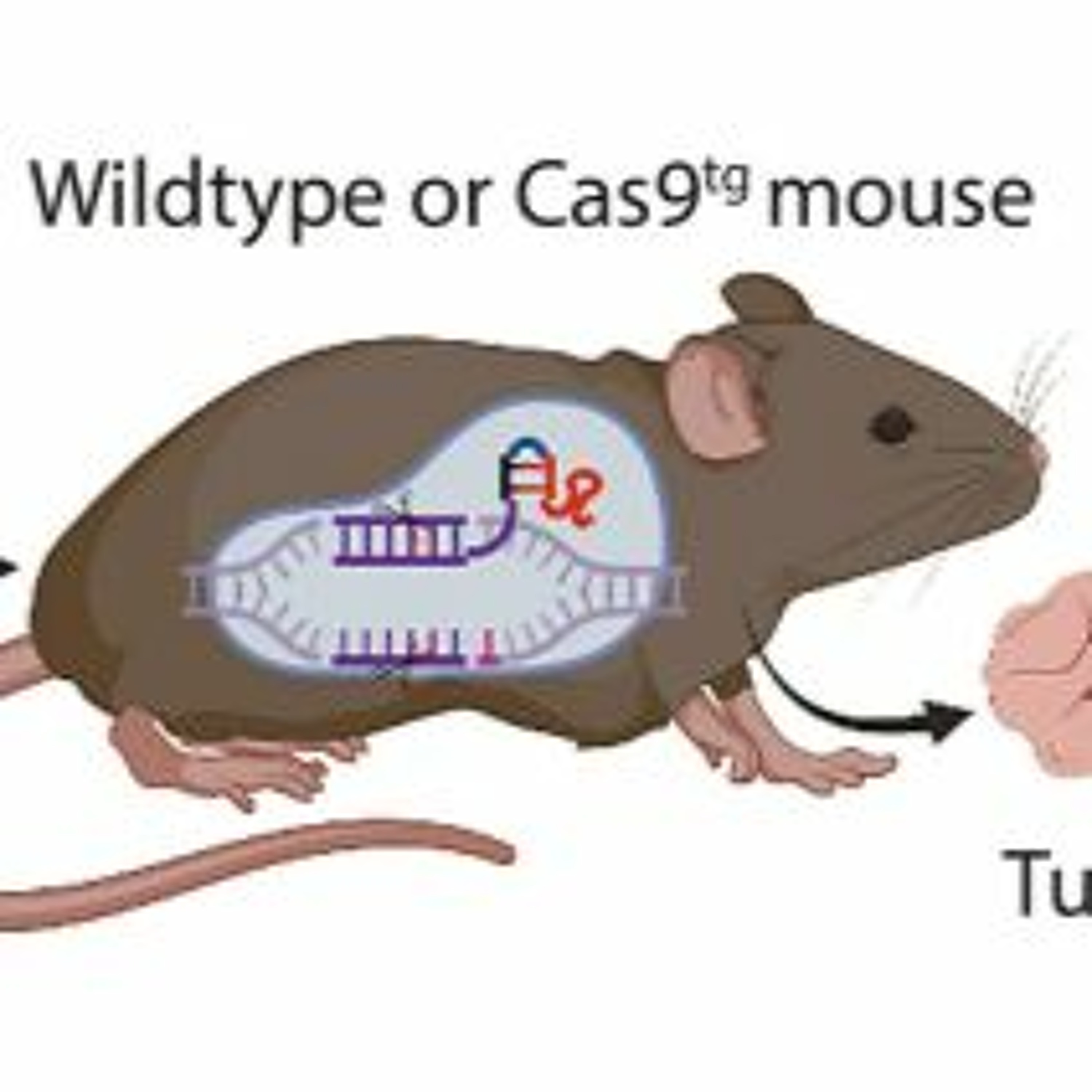 Oncotarget