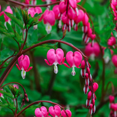 Bleeding Heart (demo)