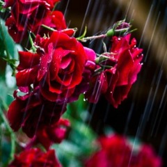 Rose in the rain (Final)