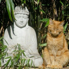 toma syrupp ft Baltasovich