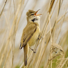 Gt Reed Warbler & Swifts