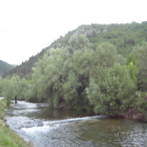 Ophelia (A Song for Yanka Dyagileva)