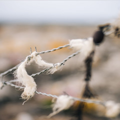 woolgathering, solo piano, Wesley Shen