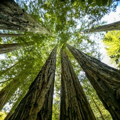 travl'r - The Redwood Sessions