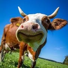 Kuh Macht Muh (vallah)