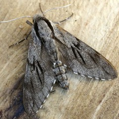 Moth and wartbiters