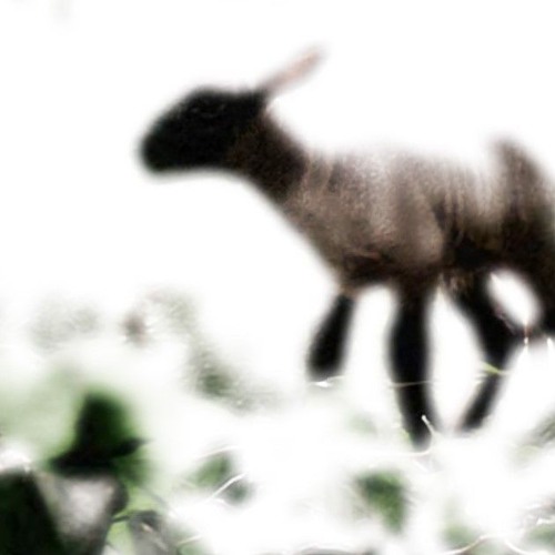 If a prey crossed our path