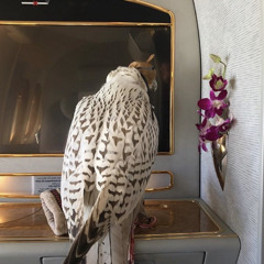 فاطمة القرياني  أهديك حبي