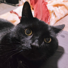 Bleed It Out v1 (Cover)