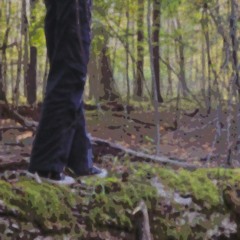 down a path