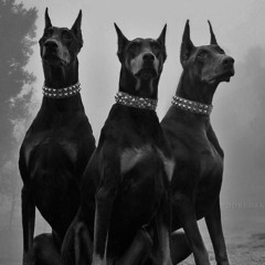 Dog Pound