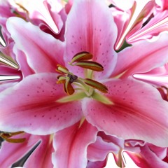 Lily