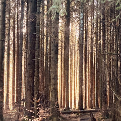 Forest Floor -The sun leaves no footprint