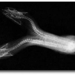 Union Of The Snake (Duran Duran Cover)